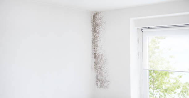 Popcorn ceiling removal